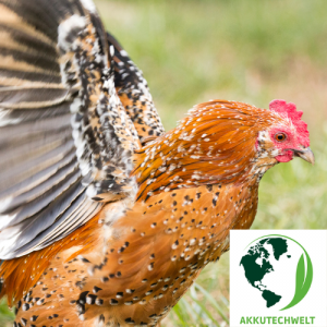 Die Innovation in der Geflügelhaltung Automatische Hühnerklappe mit Solarbetrieb